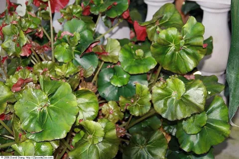 Bladeren van Begonia erythrophylla