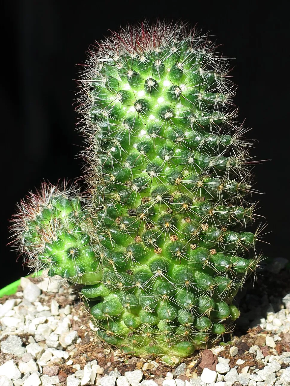 Cactus Mammillaria zeilmanniana