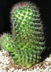 Cato Mammillaria zeilmanniana