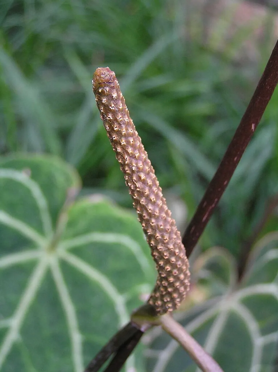 Inflorescencia Anthurium magnificum