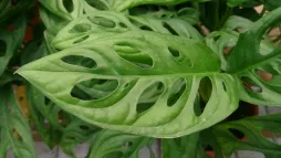 Monstera obliqua