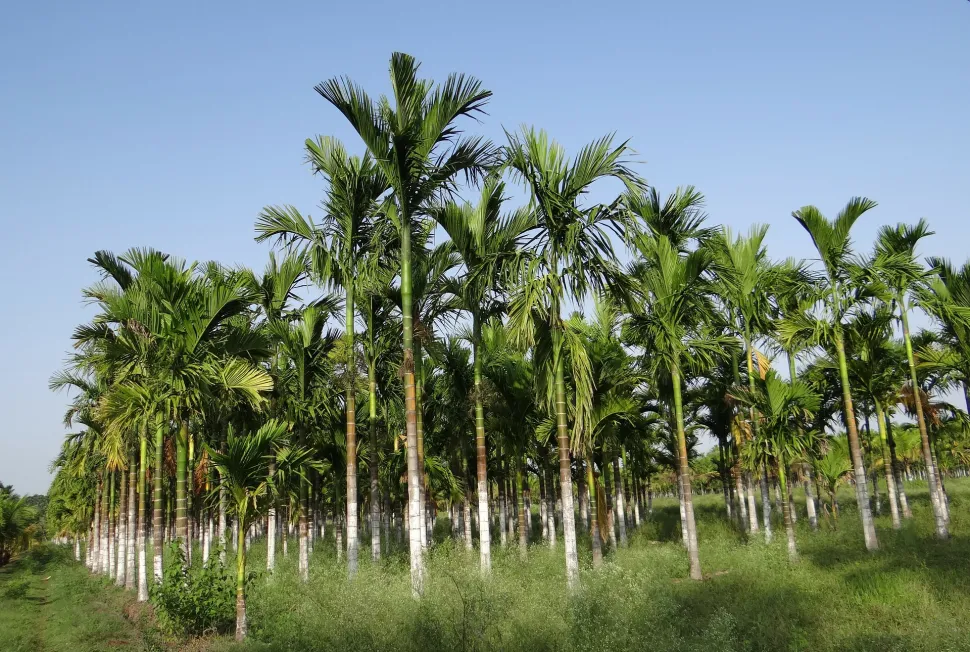 Piantagione di palma Betel