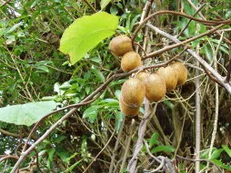 Green kiwifruit (Actinidia deliciosa)