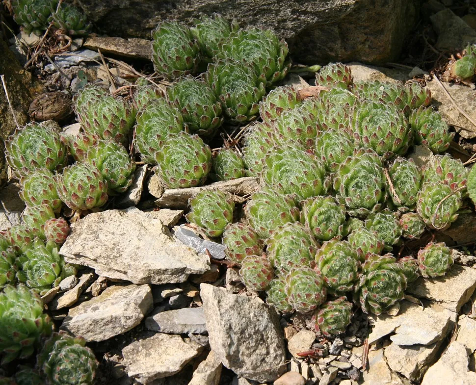 Ciliado houseleek em estado selvagem