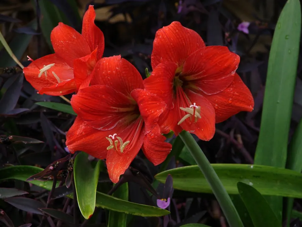 Amarilis roja Hippeastrum