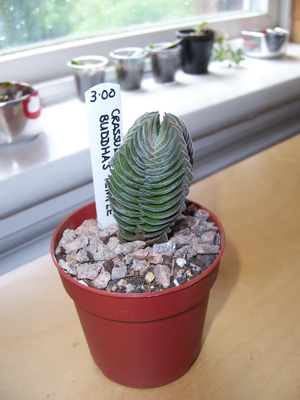 Tempio di Buddha di Crassula giovane in un vaso
