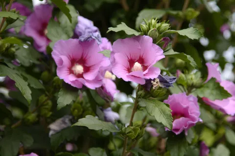 Hibiskusblüte