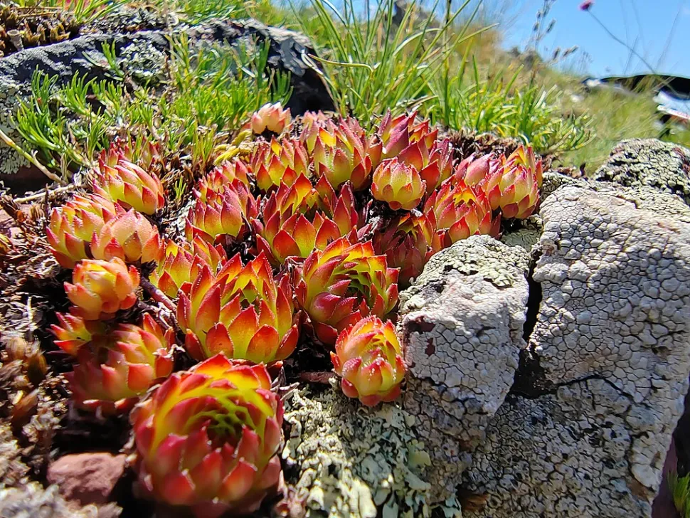 Sempervivum tectorum rood door de zon