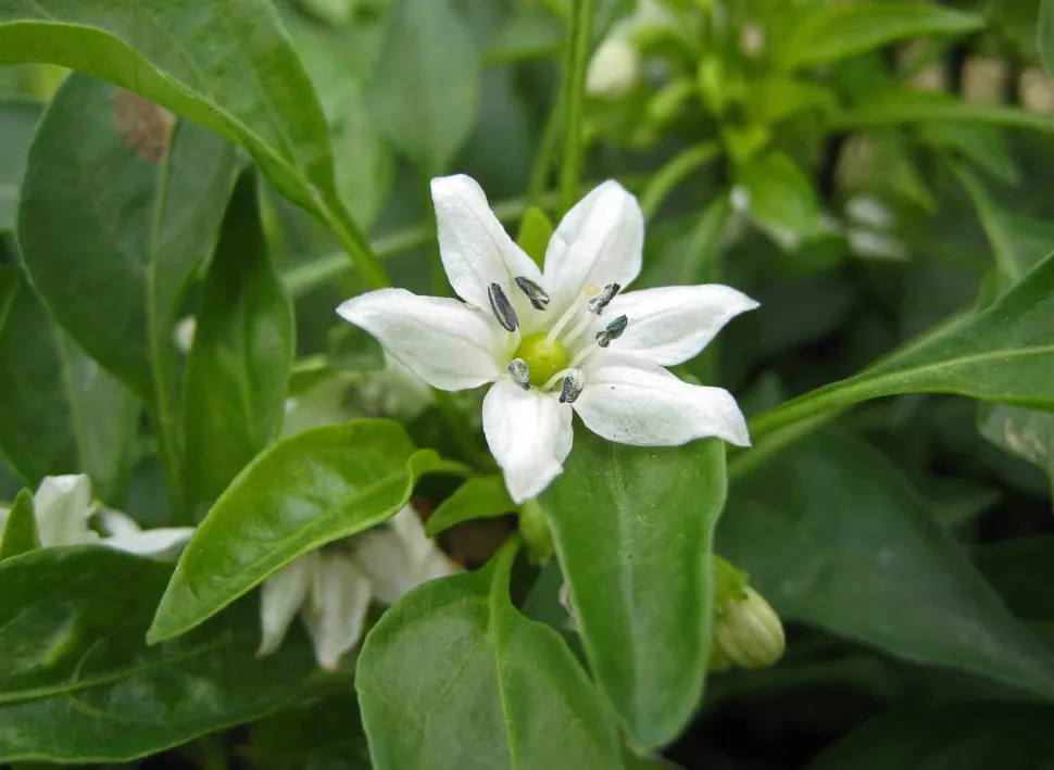 Flores de pimienta blanca Capsicum chinense