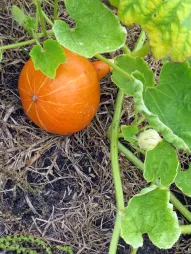 Orange pumpkin Cucurbita maxima