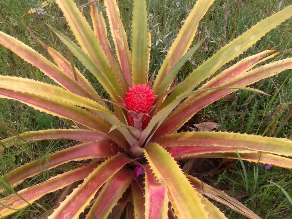 Follaje tricolor Ananas comosus var. bracteatus