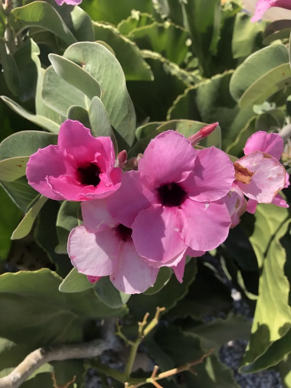 Flores rosas Adenium boehmianum