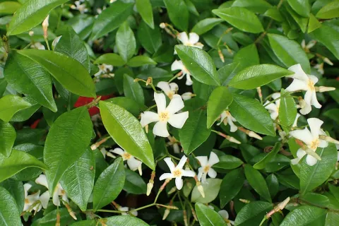 Grønne blade, hvide blomster Trachelospermum asiaticum