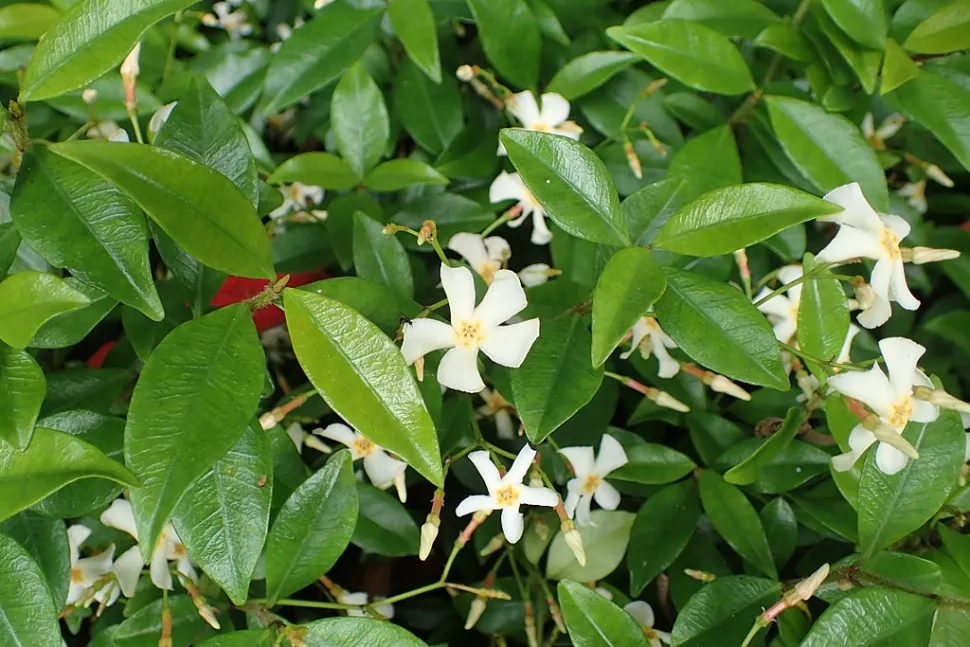 Grüne Blätter Weiße Blüten Trachelospermum asiaticum