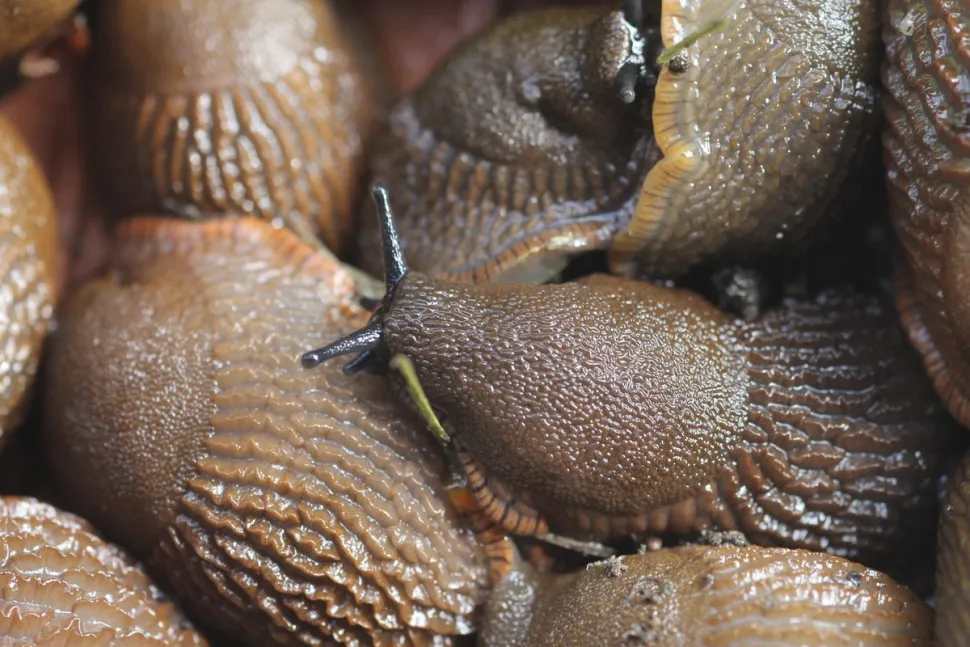 Close-up of several slugs