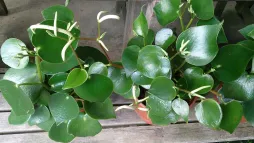 Peperomia 'Raindrop' i blomst