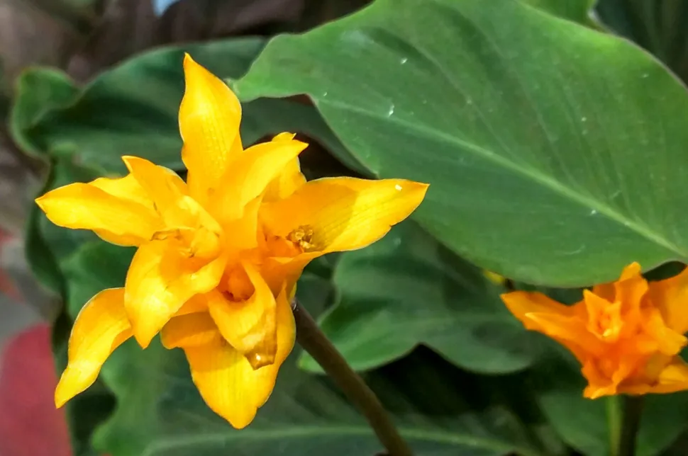 Primer plano de la flor amarilla azafrán Goeppertia crocata
