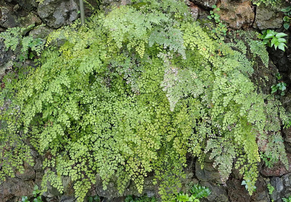 Adiantum raddianum en estado silvestre