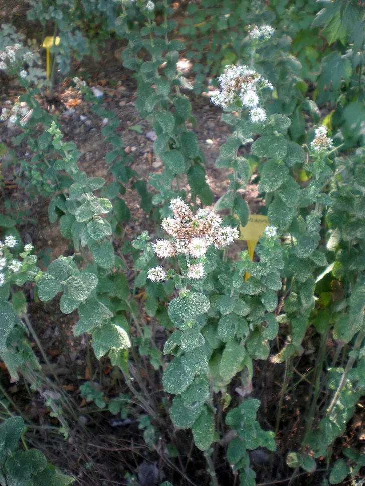 Flor de Mentha suaveolens