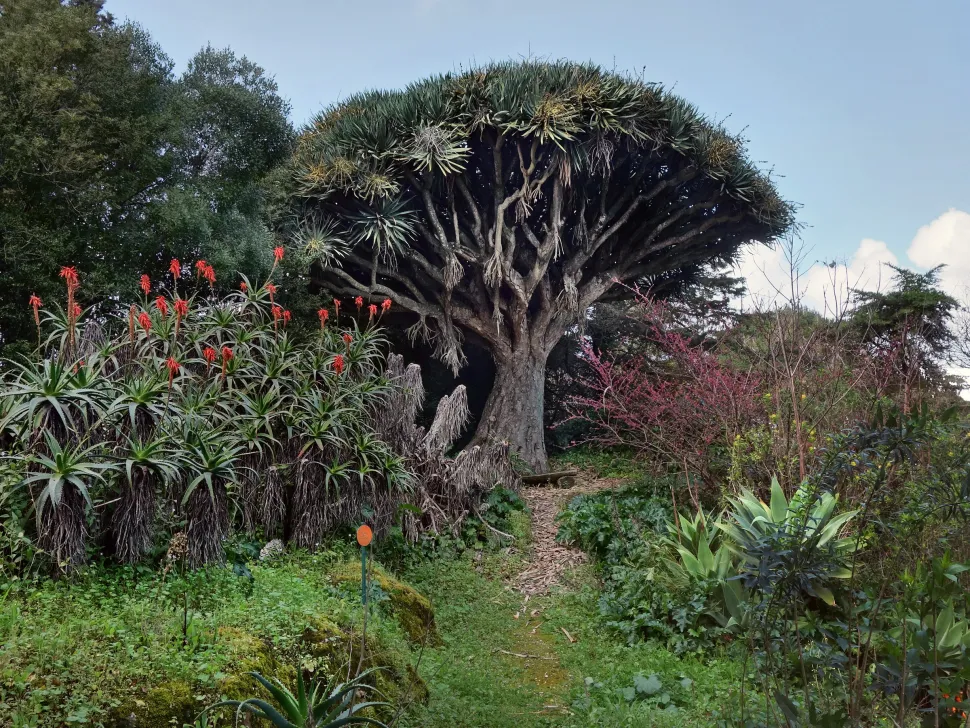 Mature Dracaena in a flower garden
