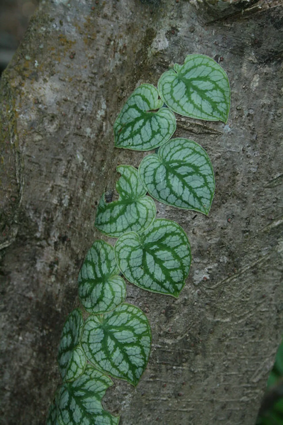 Ung Monstera dubia