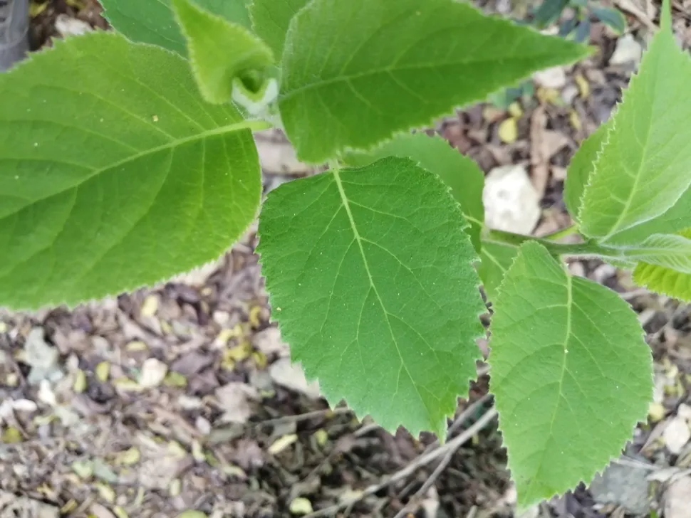 Groene bladeren Ehretia dicksonii