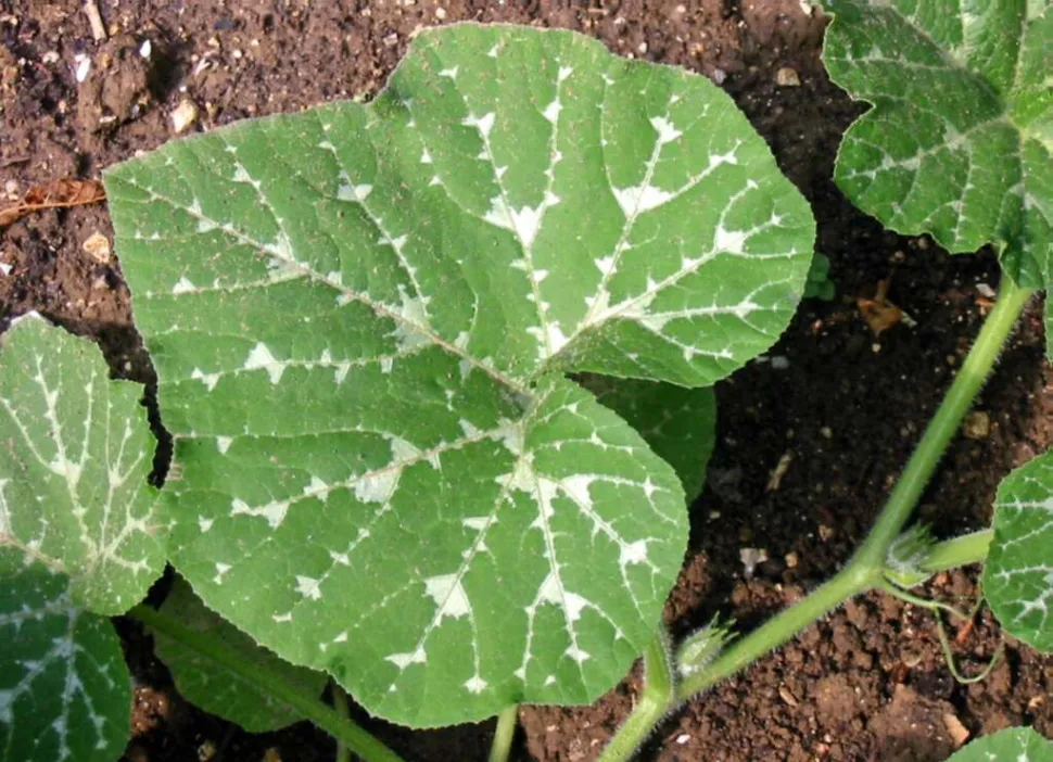 Green and white leaf Cucurbita moschata