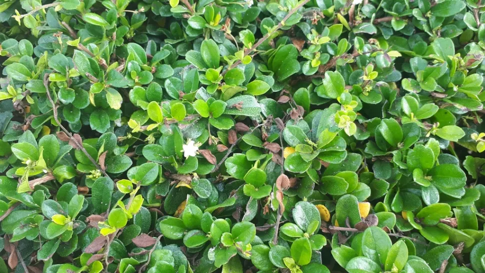 Grüne Blätter Ehretia microphylla