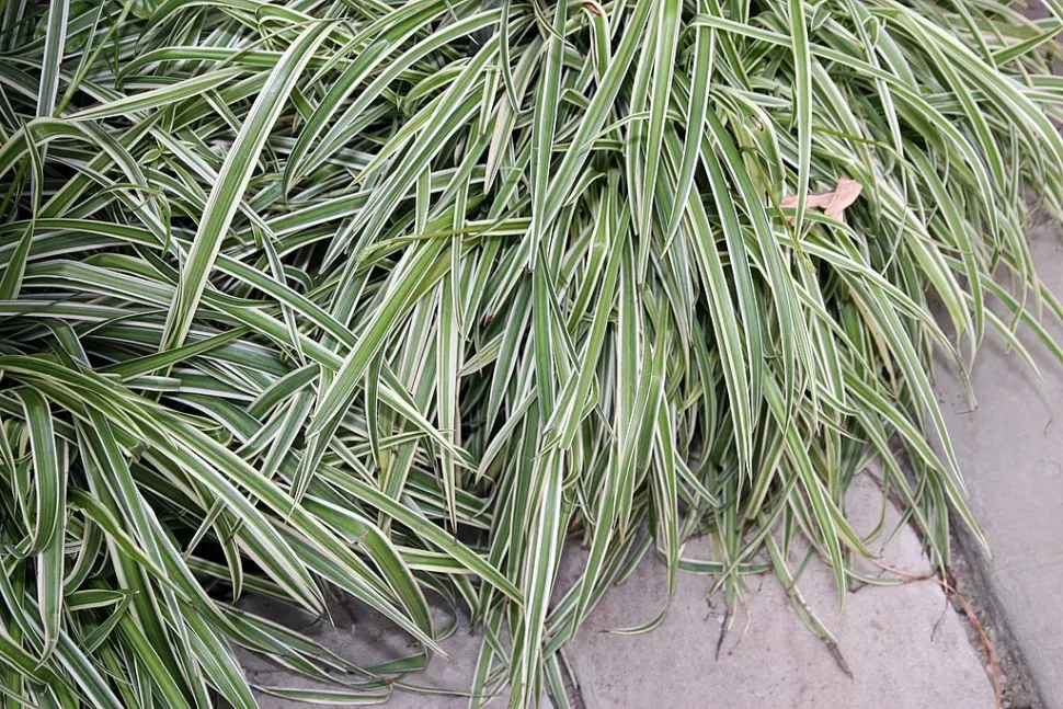 Folhas de Chlorophytum comosum variegatum