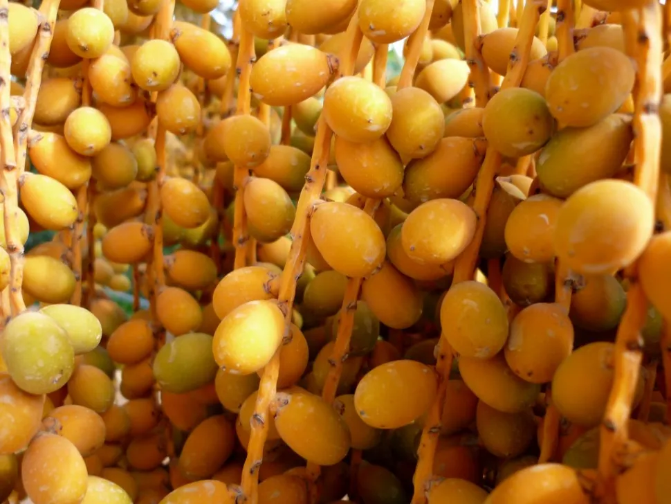 Fruto de palmera canaria