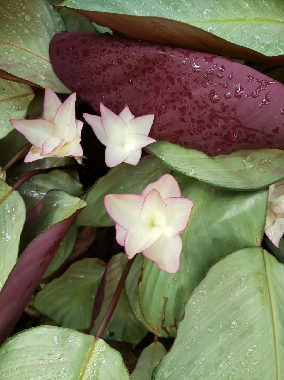Flores de Calathea roseopicta