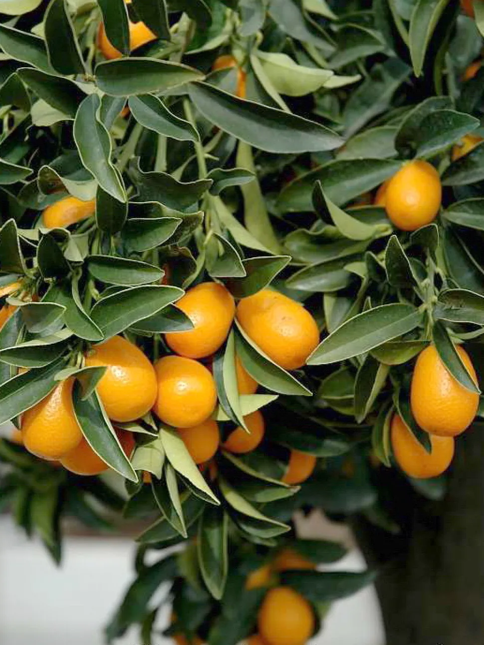 Naranjo kumquat Citrus margarita