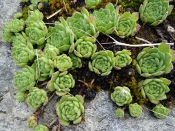 Sempervivum montanum