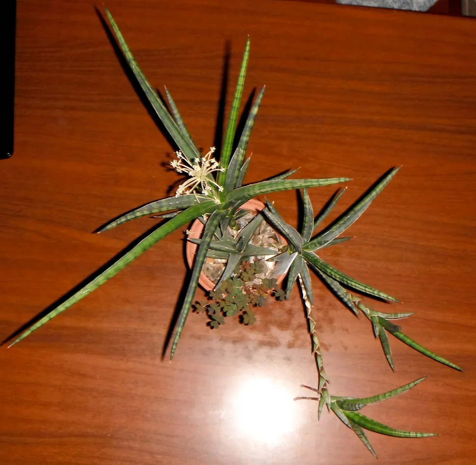 Língua de sogra anã em flor