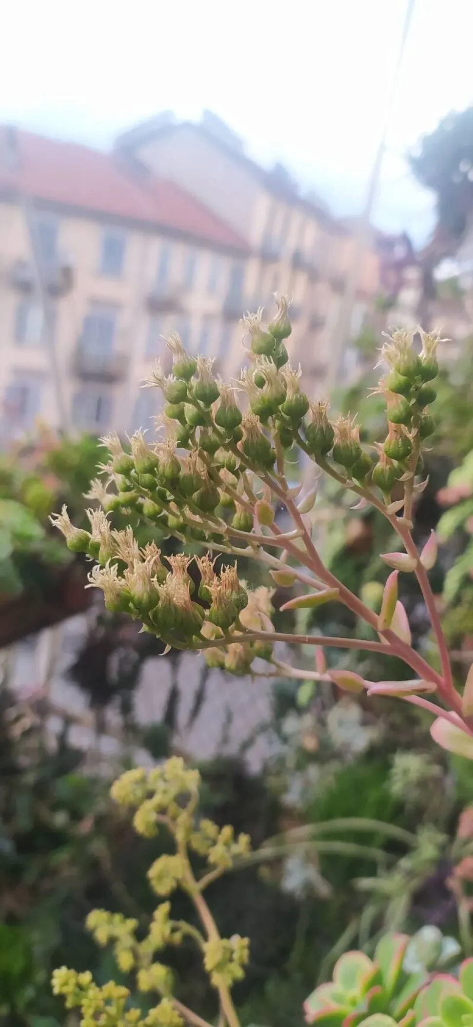 Vrucht van Aeonium haworthii