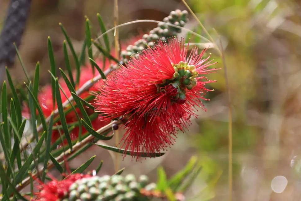 Rød blomst Melaleuc linearis flaskeskylning