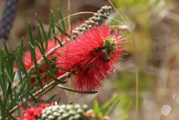 Rote Blume Melaleuc linearis Flaschenspülung