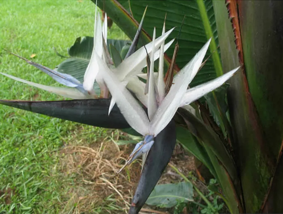 Fleur blanche bractée bleu d'oiseau de paradis