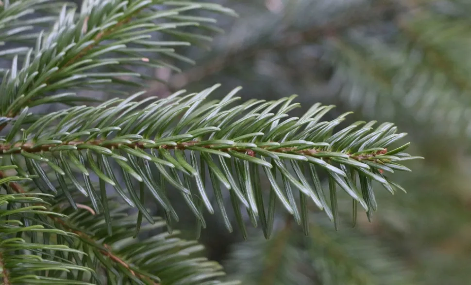 Aghi di abete Nordmann