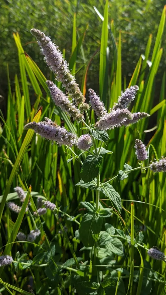 Mentha rotundifolia bloemen