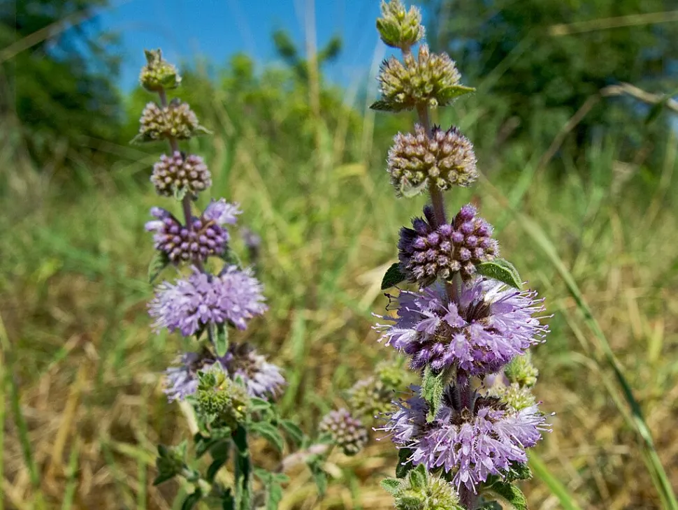 Blumen Mentha pulegium