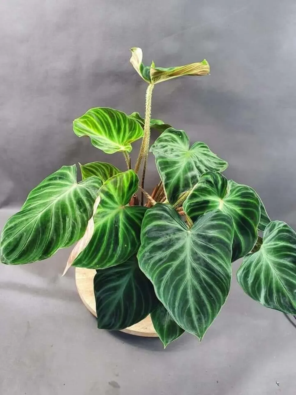 Philo verrucosum i en potte