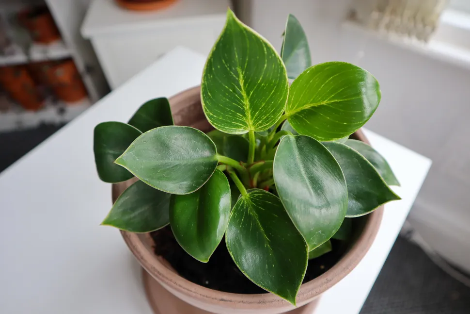 Philodendron Birkin, nicht kletternd