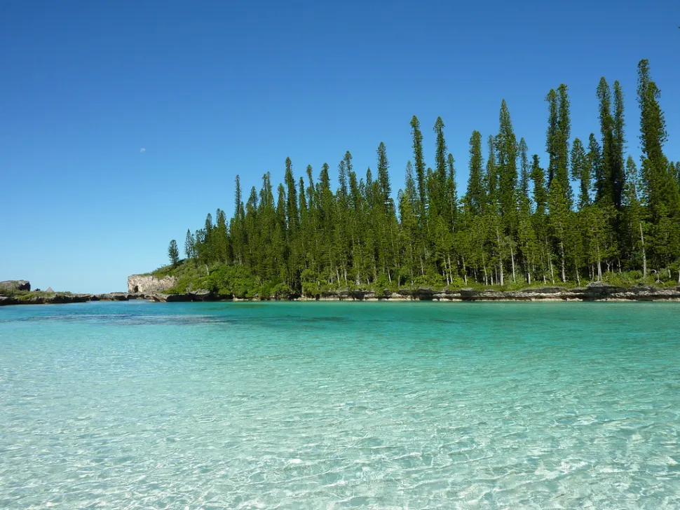 Pineta in Nuova Caledonia