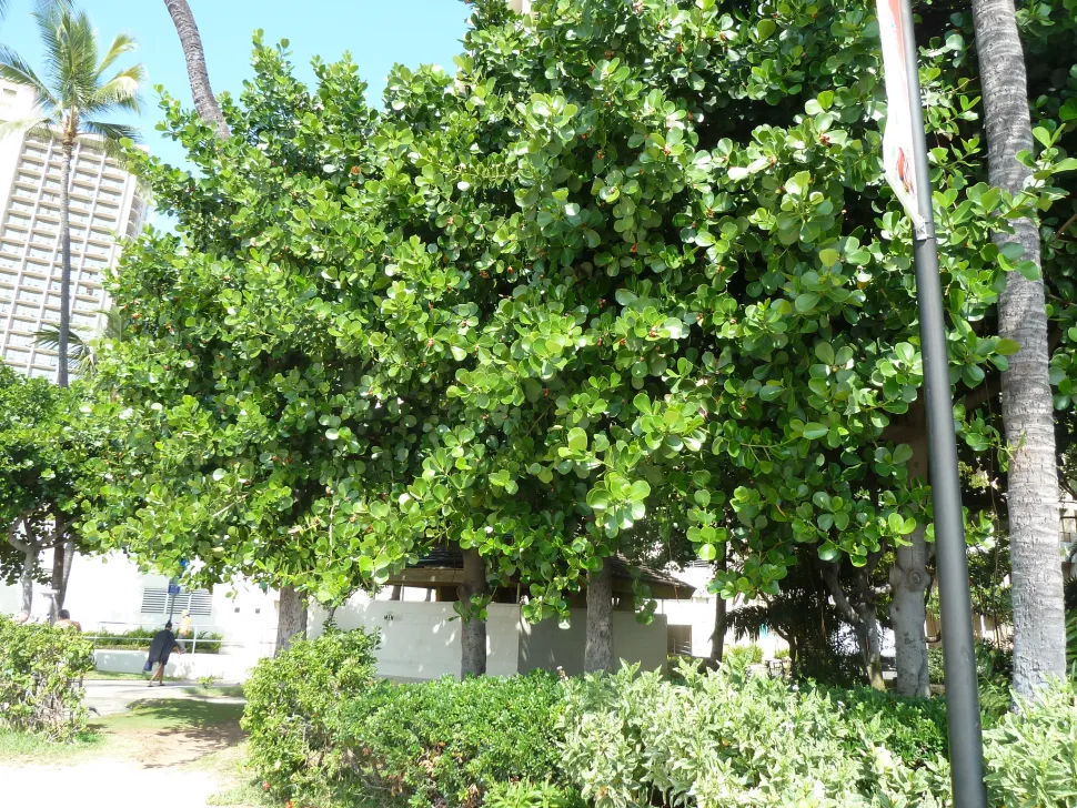 Clusia major nel terreno