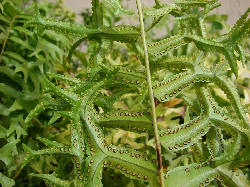 Llagas de Nephrolepis falcata