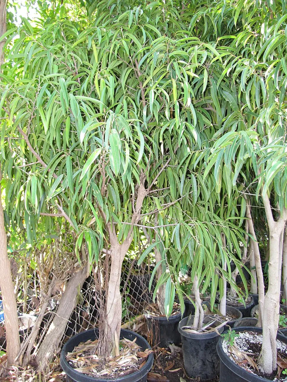 Ficus alii im Topf