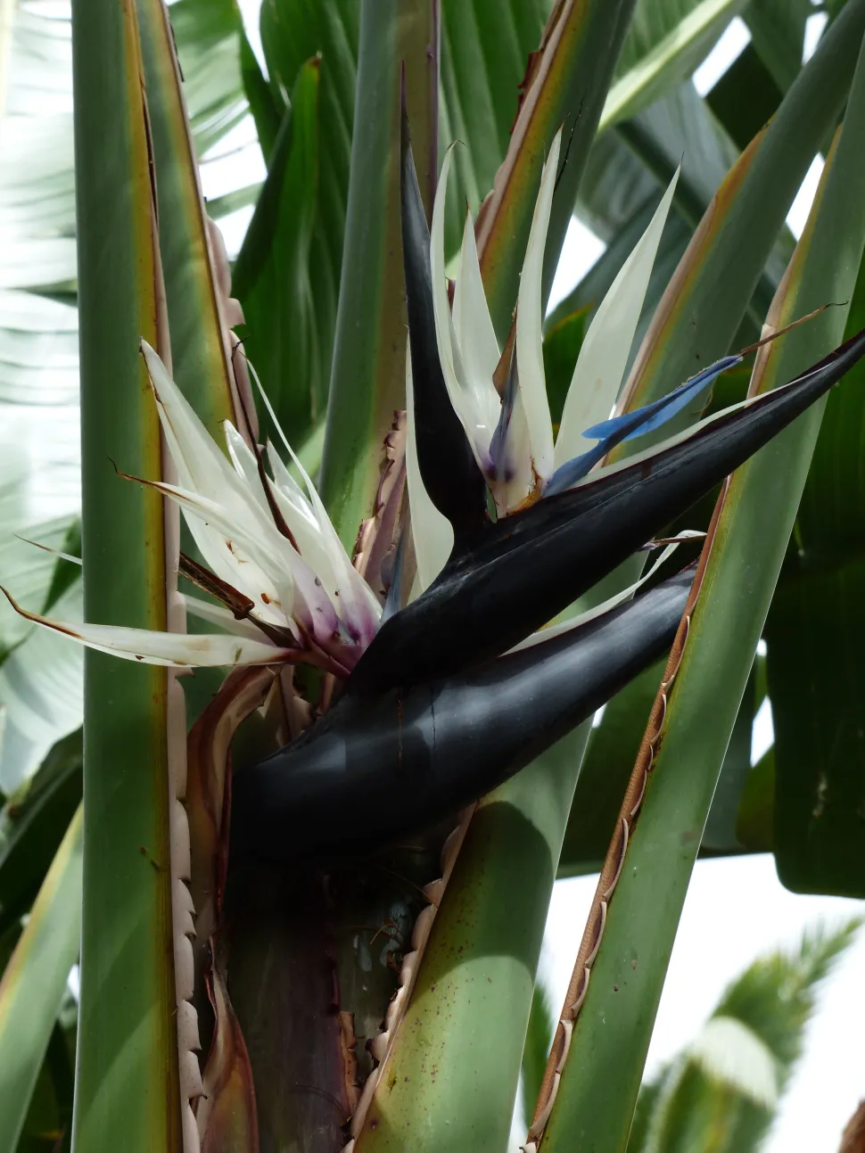 Hvid blomst af Strelitzia caudata