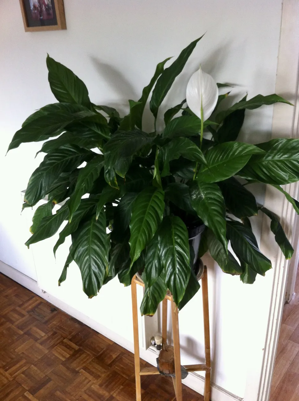 Potted moonflower