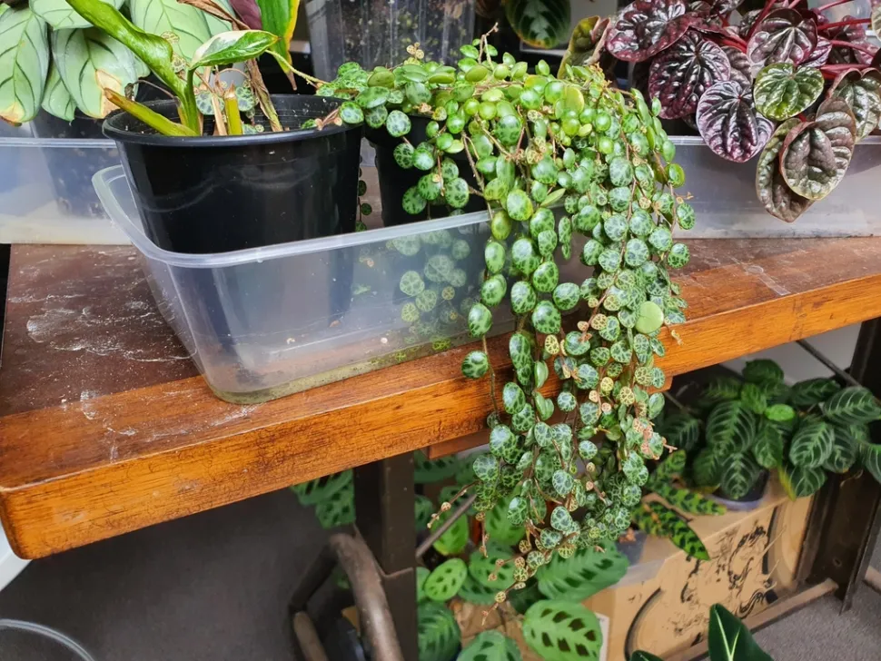 Peperomia prostrata in een pot